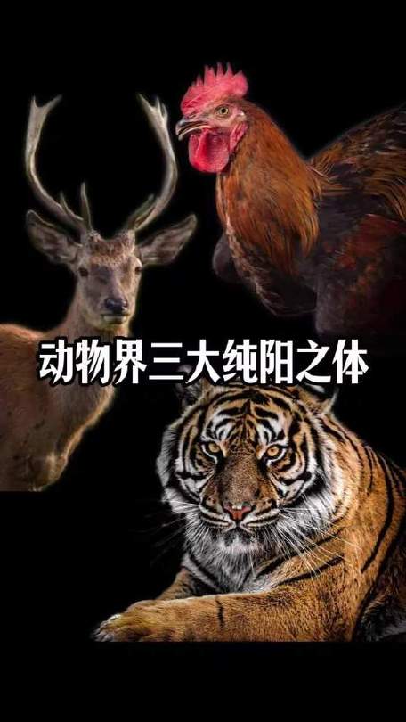 什么是纯阳之体