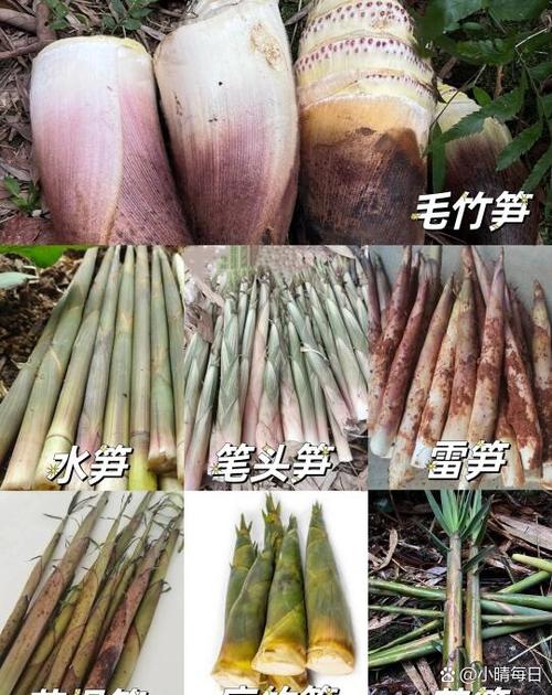 竹笋是几月份才有的