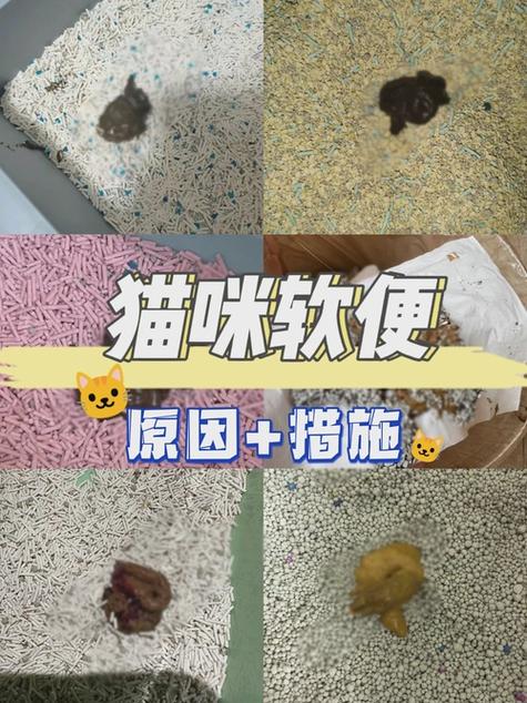 母猫会舔掉小猫的便便吗