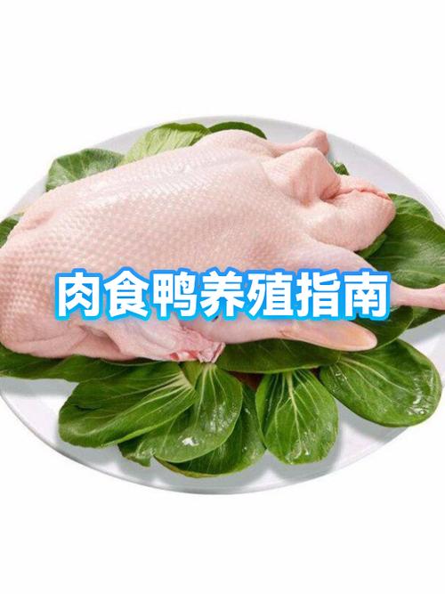 养殖鸭子的方法