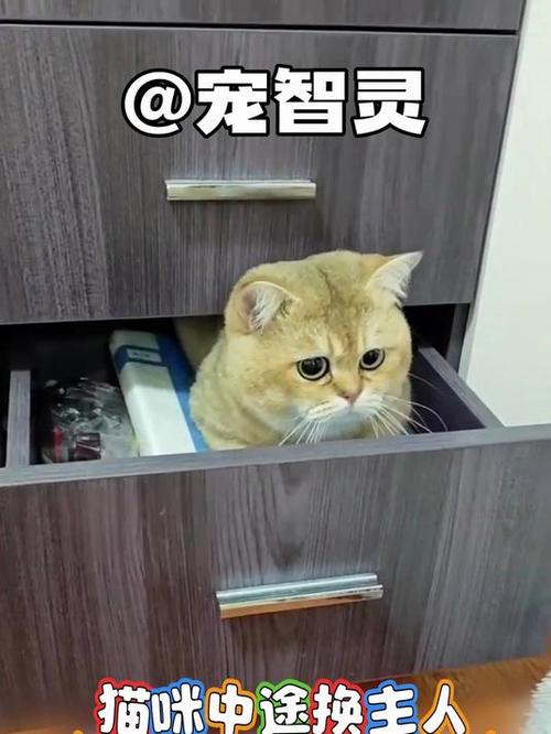 猫咪换环境不换主人