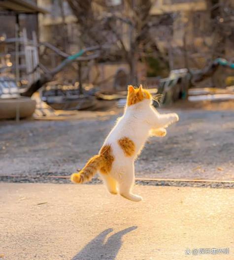 猫咪玩跳一跳