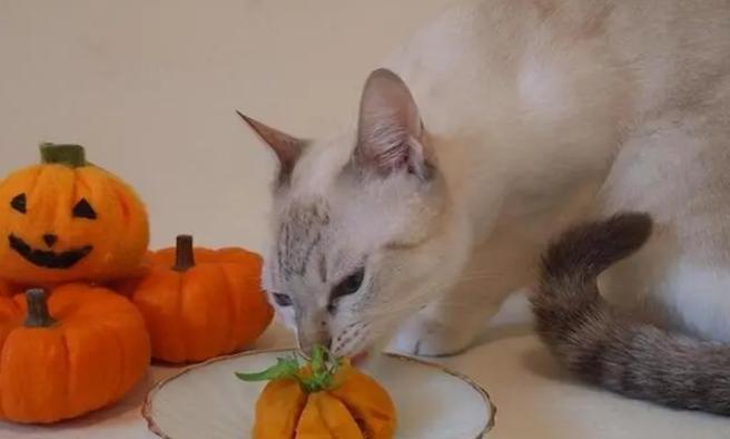 账号猫
