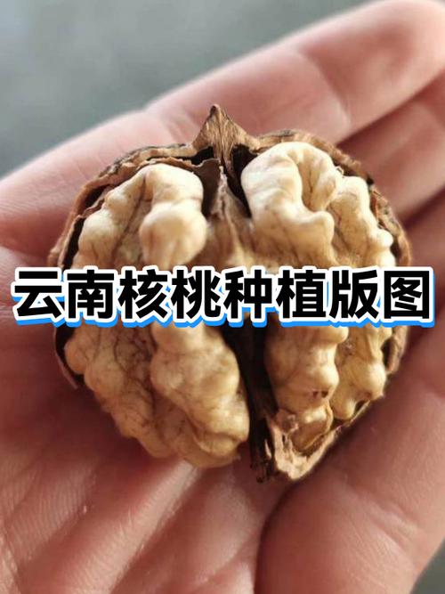 四棵核桃树的思维导图