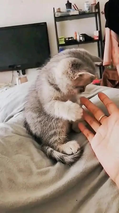 小奶猫的视频