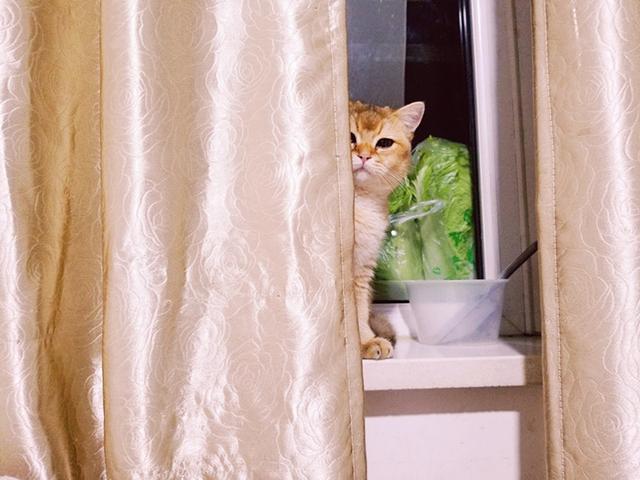 藏猫猫还叫什么