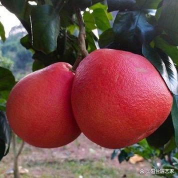 泰国红柚为什么那么贵