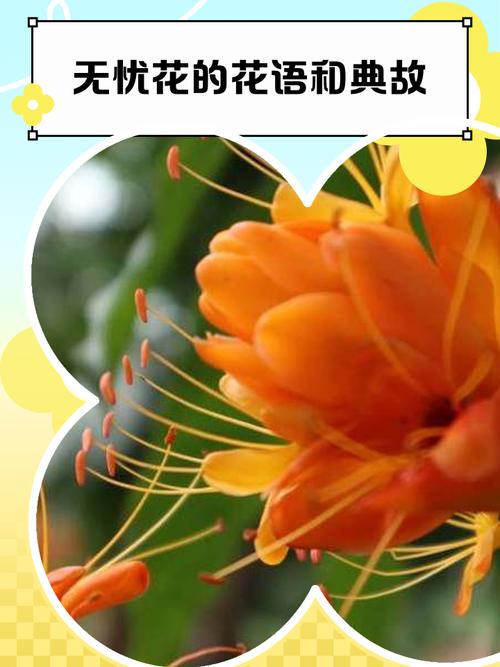 花无忧官网