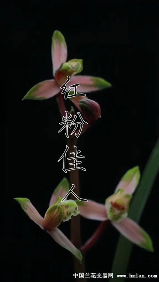红粉佳人57