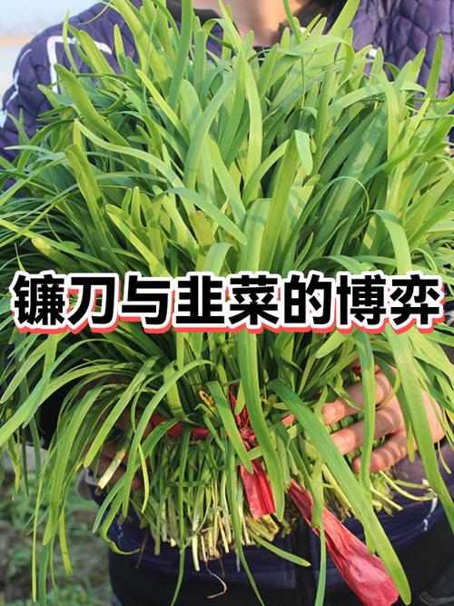 韭菜比喻什么人