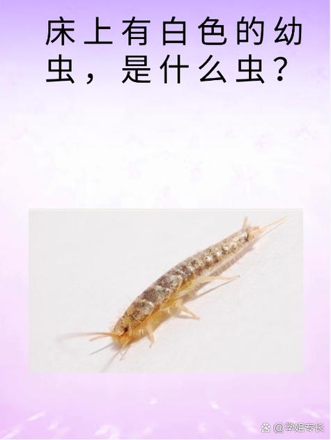衣鱼虫