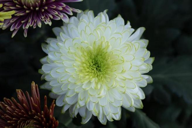 菊花是哪里的市花