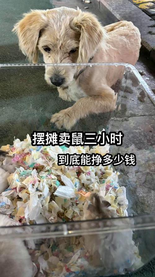 仓鼠去什么地方摆摊好卖些