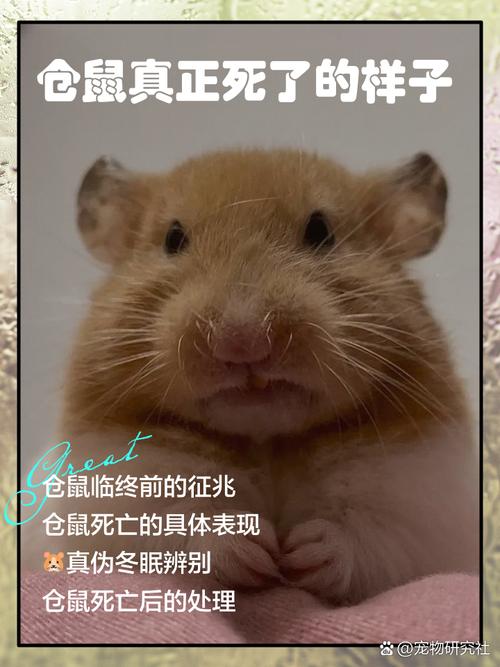 仓鼠知道自己要死吗