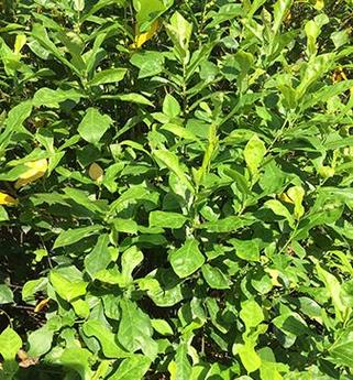 新会水照影