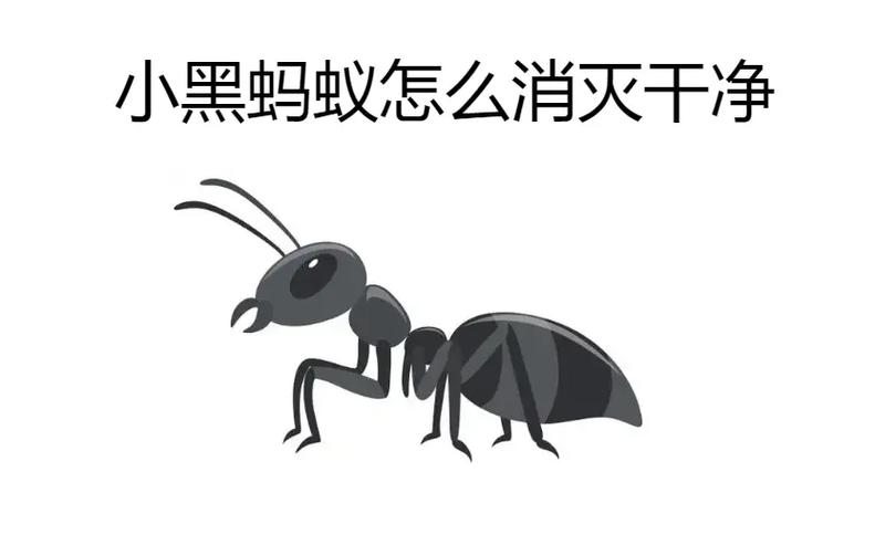 家里有小黑蚂蚁怎么能彻底消灭