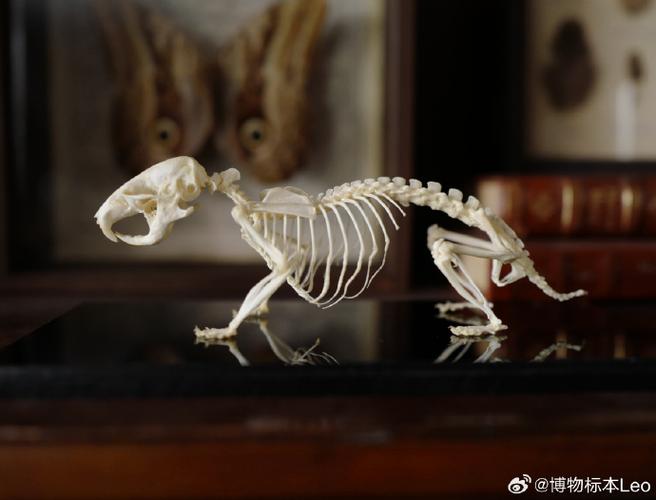 哪里可以做宠物标本