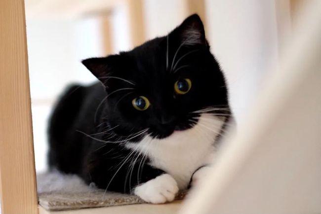 奶牛猫属于什么档次游戏截图