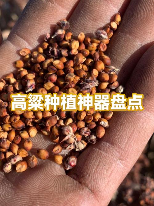 100斤高粱出多少酒
