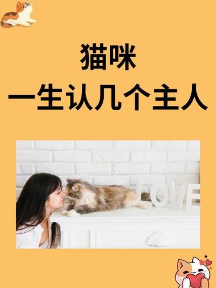 猫咪怎么认定主人