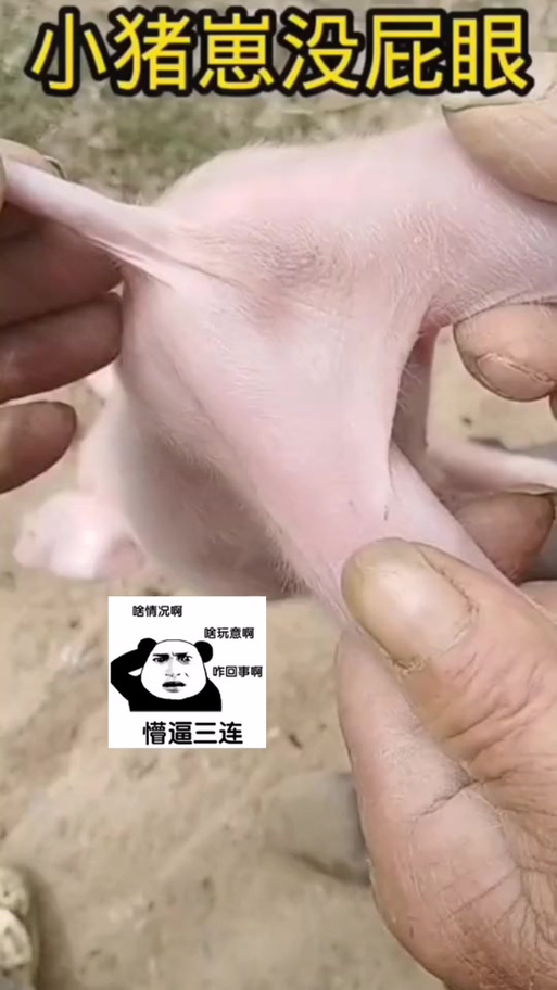 抖音养猪搞笑视频
