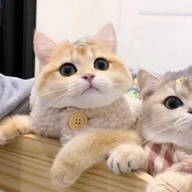 猫2个情侣头像一左一右