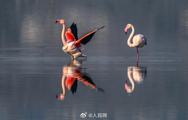 央视关于火烈鸟的视频