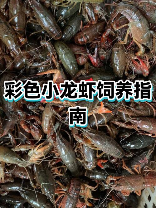 小龙虾的饲养方法