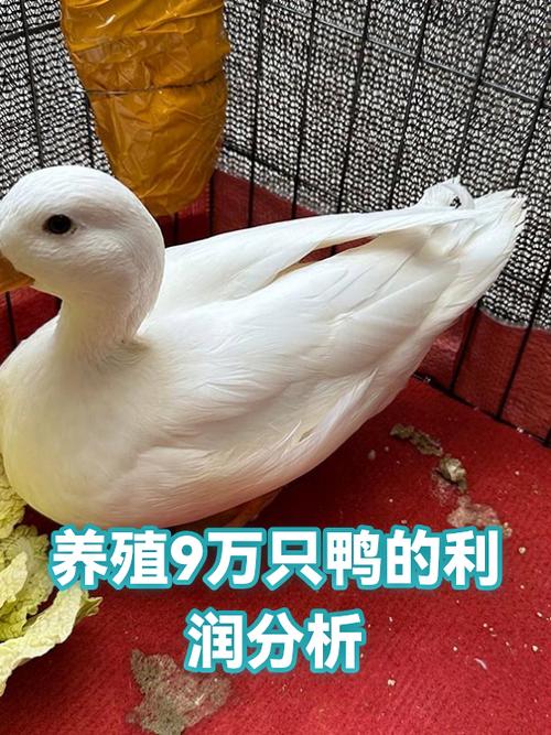 养鸭的利润
