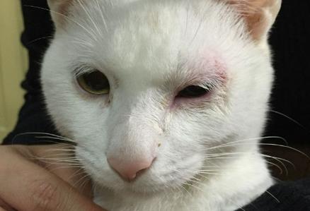 猫咪突然单只眼睛流泪