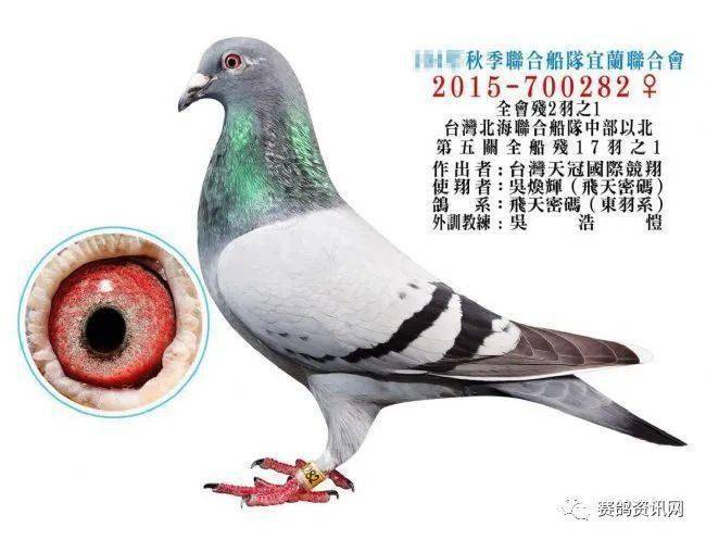 赛鸽视频讲解