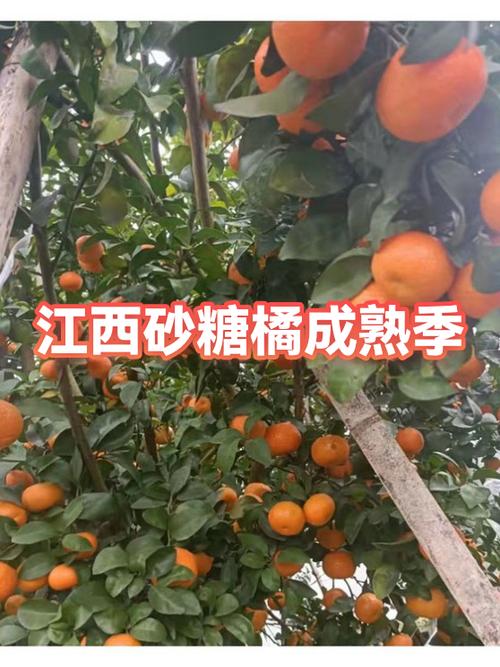 全一国砂桔销售情况