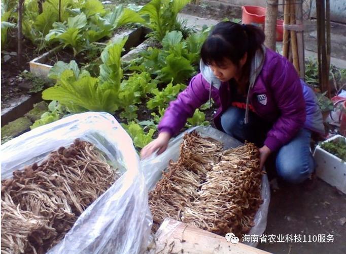 茶树菇真假图片大全