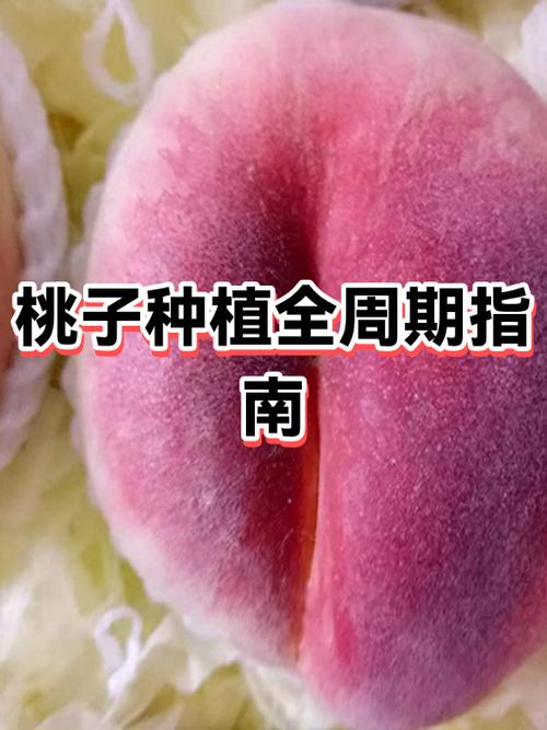 桃子的制作方法有几种缩略图