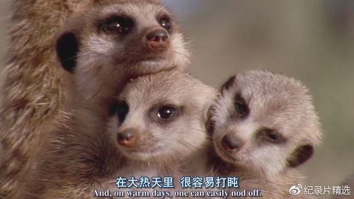 好奇心无删减版在线观看