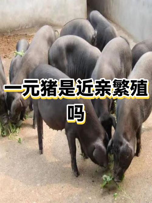 妙猪是什么