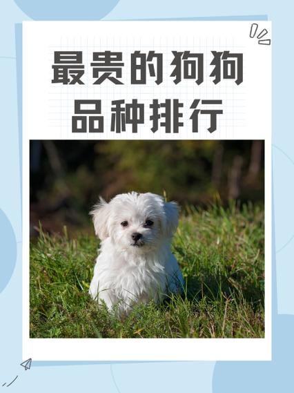 狗狗品种排名