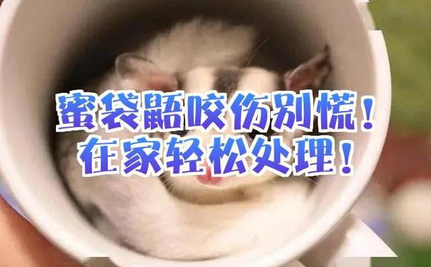 蜜袋鼯咬了几天过安全期