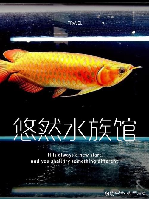 chillquarium中文版