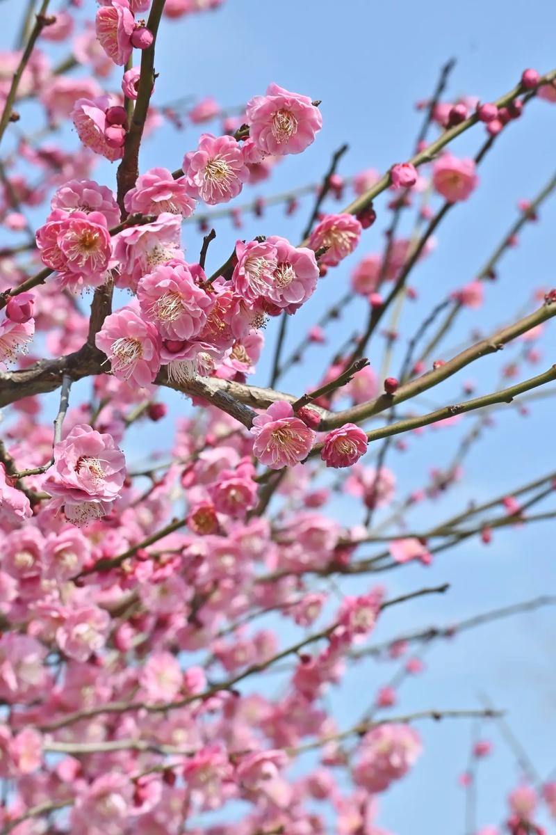 一个梅花三个桩