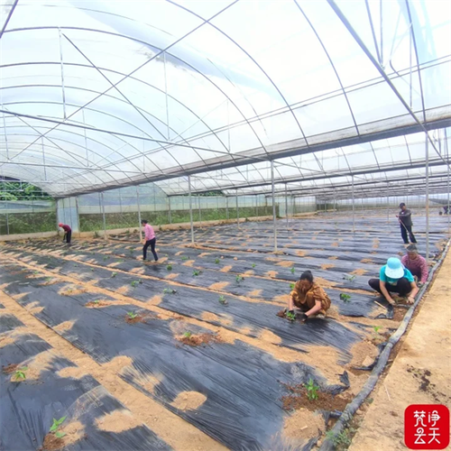 农民种植红果参致富赚钱