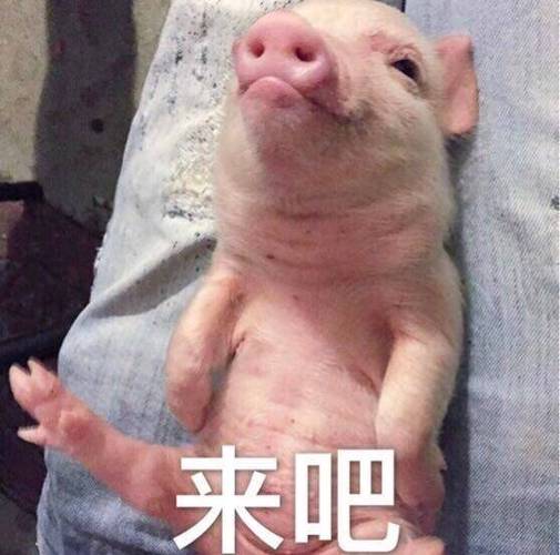 猪猪表情符号缩略图