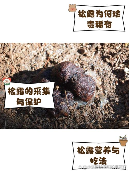 抓取松露虫的方法