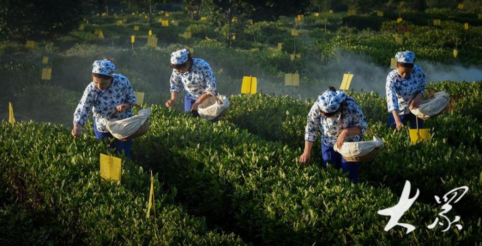 生态茶园茶叶图标
