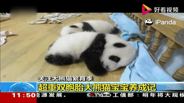 熊猫养成记容易合出来吗
