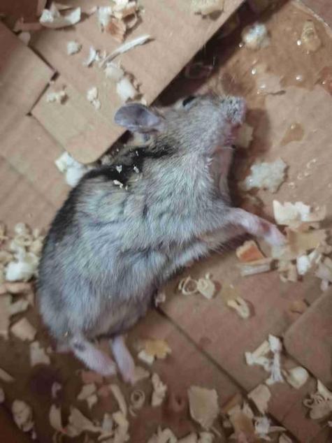 仓鼠死前的征兆游戏截图