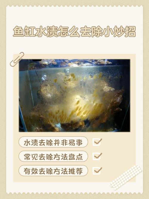鱼缸裂了怎么化解霉运