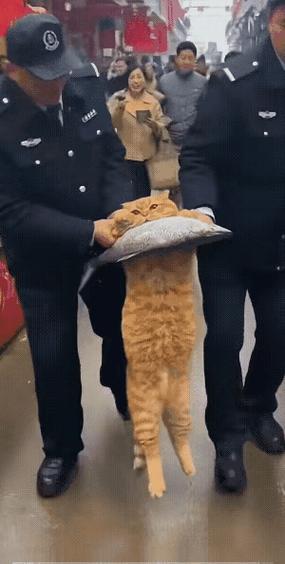 猫集市迷你市场大亨