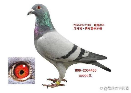 赛鸽限速25码解锁方法视频