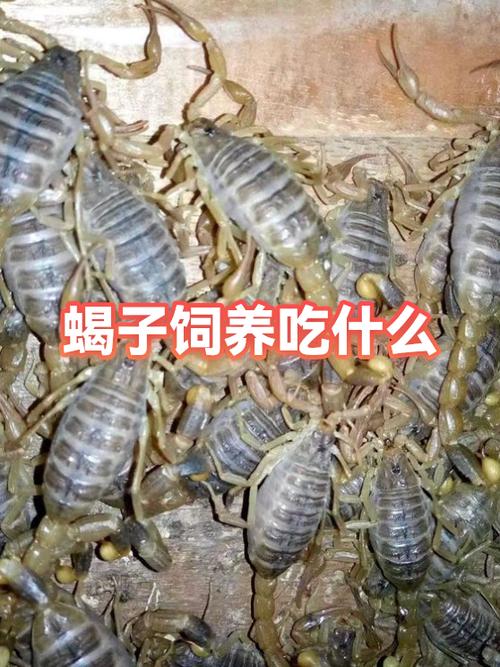 蝎子吃什么